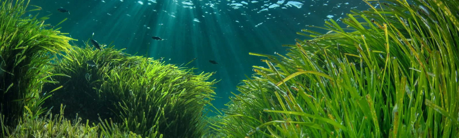 Un trésor caché sous la mer
